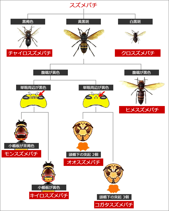 スズメバチの種類 巣の場所は 時期や特徴の違いは Notepress