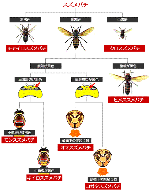 スズメバチの種類の見分け方