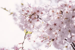 桜の種類♪開花の時期と名前一覧！